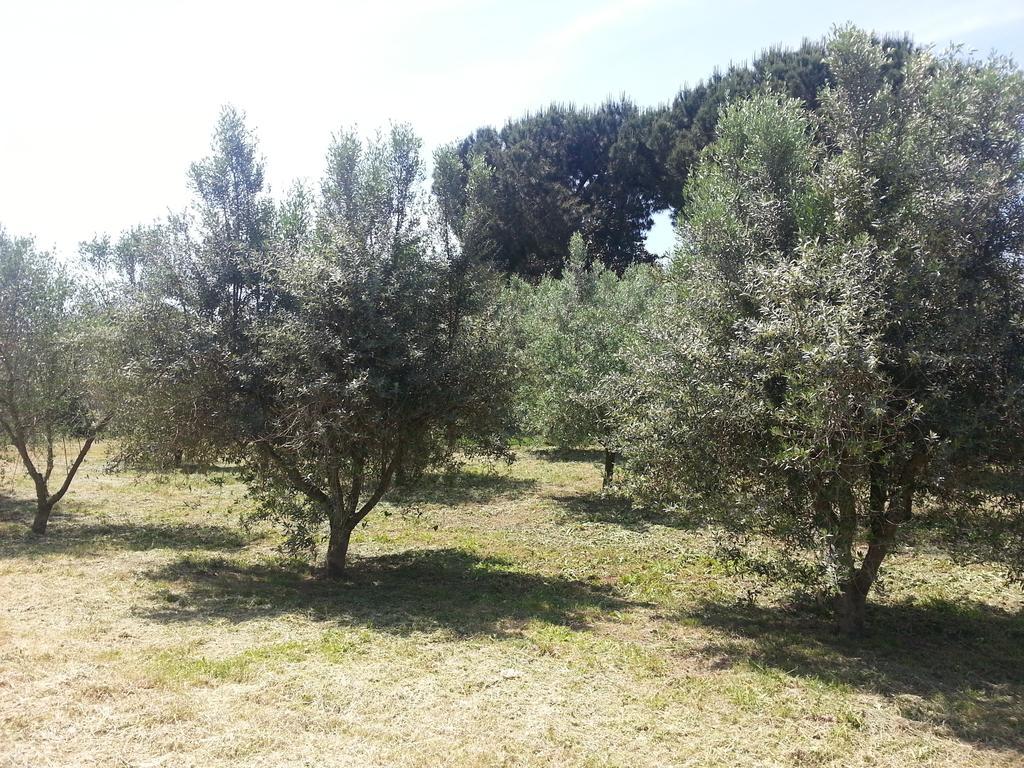 La Finestra Sul Cortile Bed and Breakfast Pomezia Buitenkant foto
