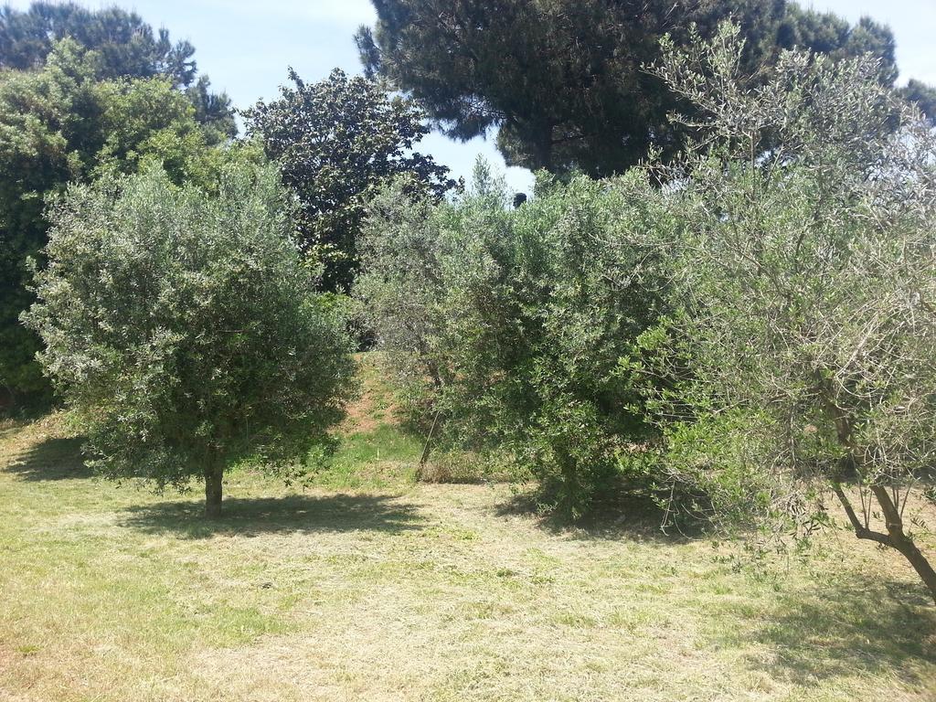 La Finestra Sul Cortile Bed and Breakfast Pomezia Buitenkant foto